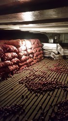 Onion Cold Storage - 440v Voltage, 10 Mt To 40000 Mt Capacity | Semi-automatic & Fully Automatic, Pest-proof Design