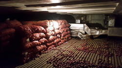 Onion Cold Storage - 440v Voltage, 10 Mt To 40000 Mt Capacity | Semi-automatic & Fully Automatic, Pest-proof Design