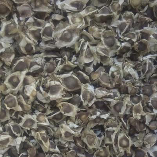 Pure Moringa Seeds