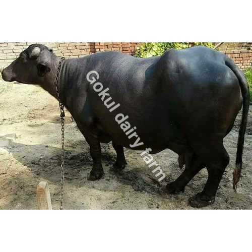 मुर्रा ब्लैक बफ़ेलो लिंग: महिला