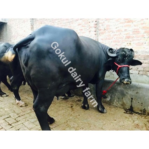  ब्लैक इंडियन मुर्रा भैंस