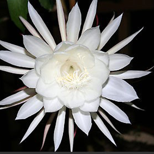 नाइट क्वीन एब्सोल्यूट ऑयल