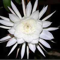 नाइट क्वीन एब्सोल्यूट ऑयल