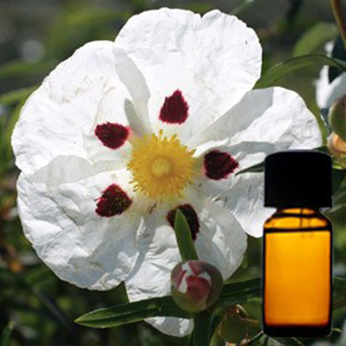 Labdanum Floral Absolute Oil Odour:: Strong