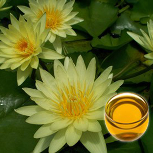 Yellow Champaca Floral Absolute Oil Odour:: Strong