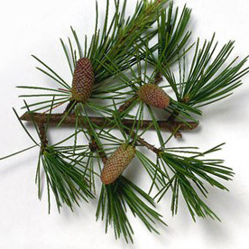 Cedar Wood Hydrosol - 100% Pure Liquid Extract, Strong Aromatic Essence For Refreshing Spritz And Natural Insect Repellent