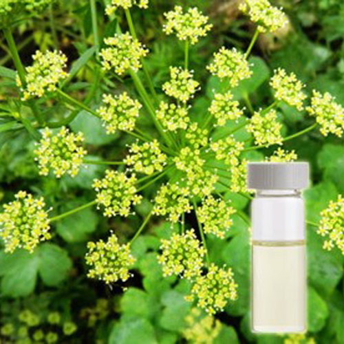 Parsley Hydrosol Odour:: Strong