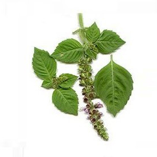 Basil Oleoresins Odour:: Strong