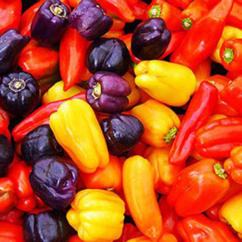 Capsicum Oleoresins