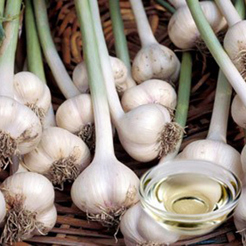 Garlic Roasted Oleoresins