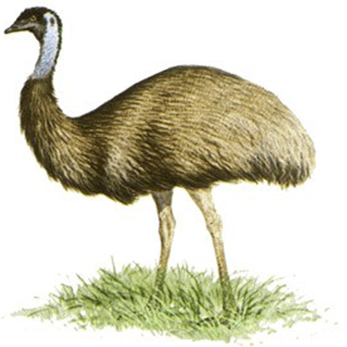 Emu Essential Oil Odour:: Strong