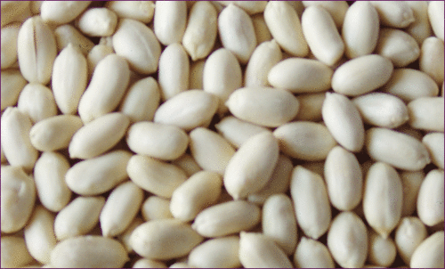 Dried Peanuts - Bold Kernel 35/40 | Broken 5%, Moisture 8%, Common Cultivation, 9 Months Shelf Life
