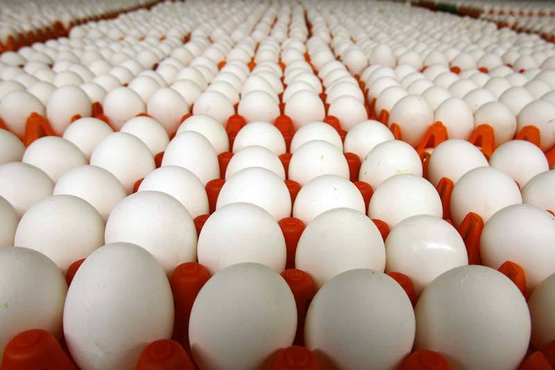 White Poultry Eggs