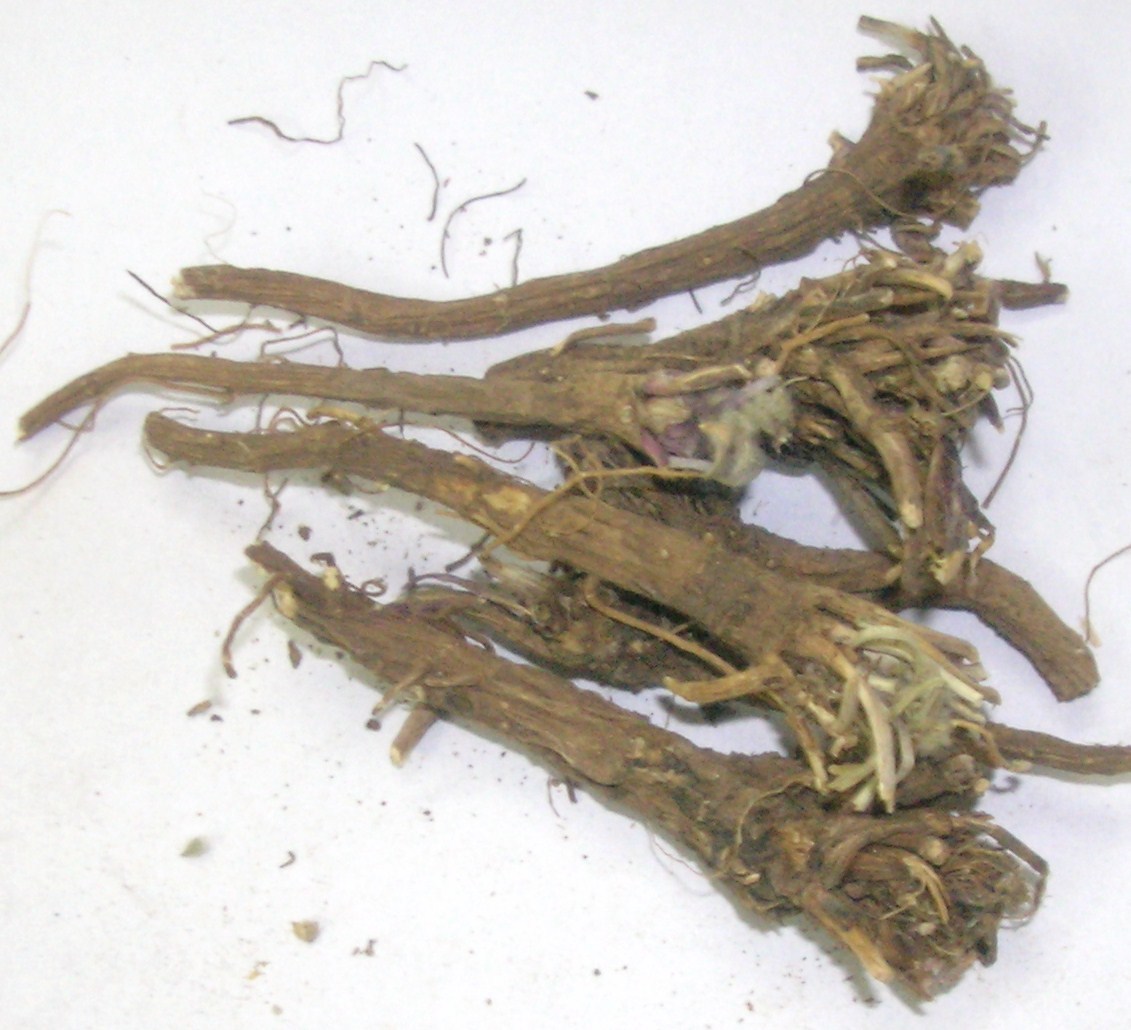 Herbal Product Anacyclus Pyrethrum Akarkara Extract