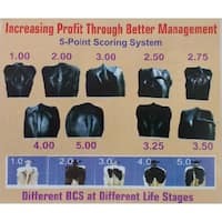 Nanhi Munni Calves Pellet Feed