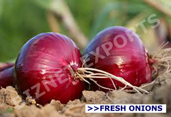 Onion