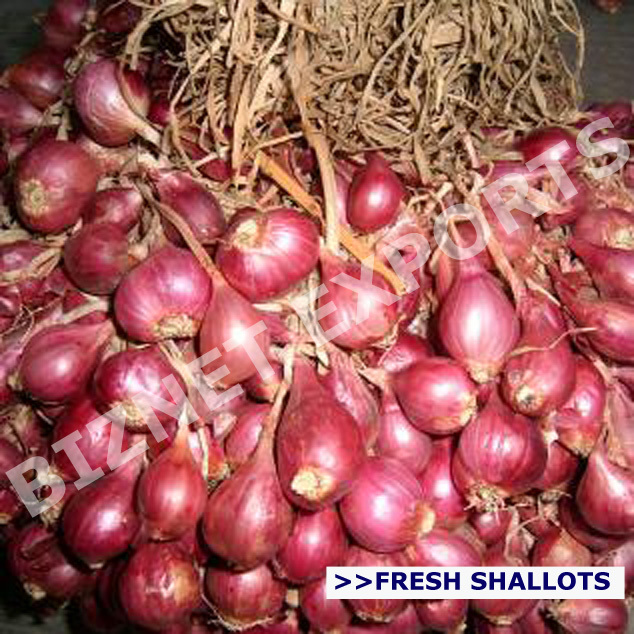 Onion