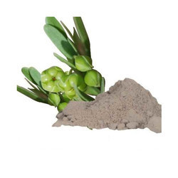 लोधरा (सिम्प्लोकोस रेसमोसा) पाउडर