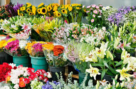Cut Flowers