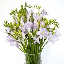 Cut Flowers