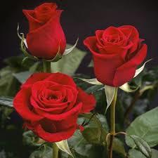 Decorative Cut Flower Rose