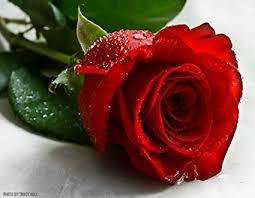 Artificial Red Rose