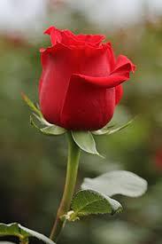 Artificial Red Rose