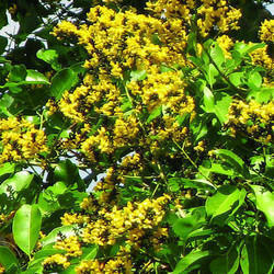 Pterocarpus Marsupium Vijaysar