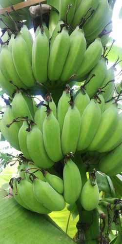 Banana - 100-200g, 15-25cm Length, Green, 2-4cm Diameter | Easy to Peel, Good Source of Fiber, Portable Snack, Rich in Potassium, Sweet Taste