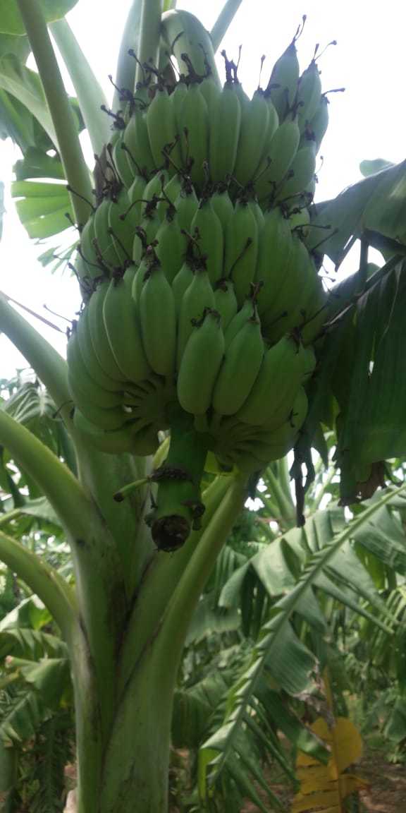 Banana - 100-200g, 15-25cm Length, Green, 2-4cm Diameter | Easy To Peel, Good Source Of Fiber, Portable Snack, Rich In Potassium, Sweet Taste