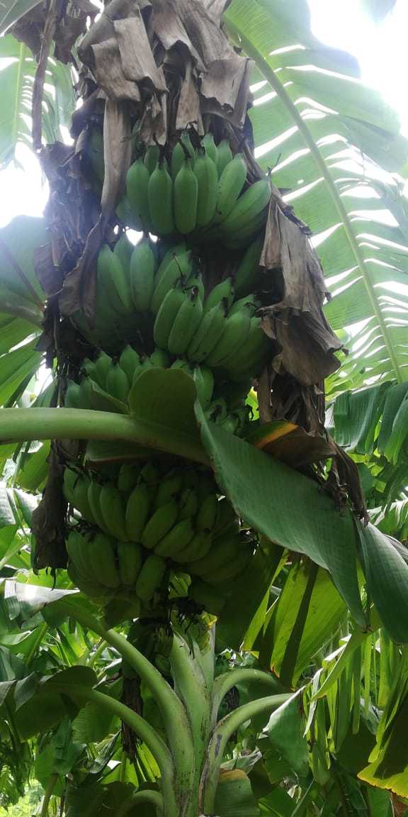 Banana - 100-200g, 15-25cm Length, Green, 2-4cm Diameter | Easy To Peel, Good Source Of Fiber, Portable Snack, Rich In Potassium, Sweet Taste
