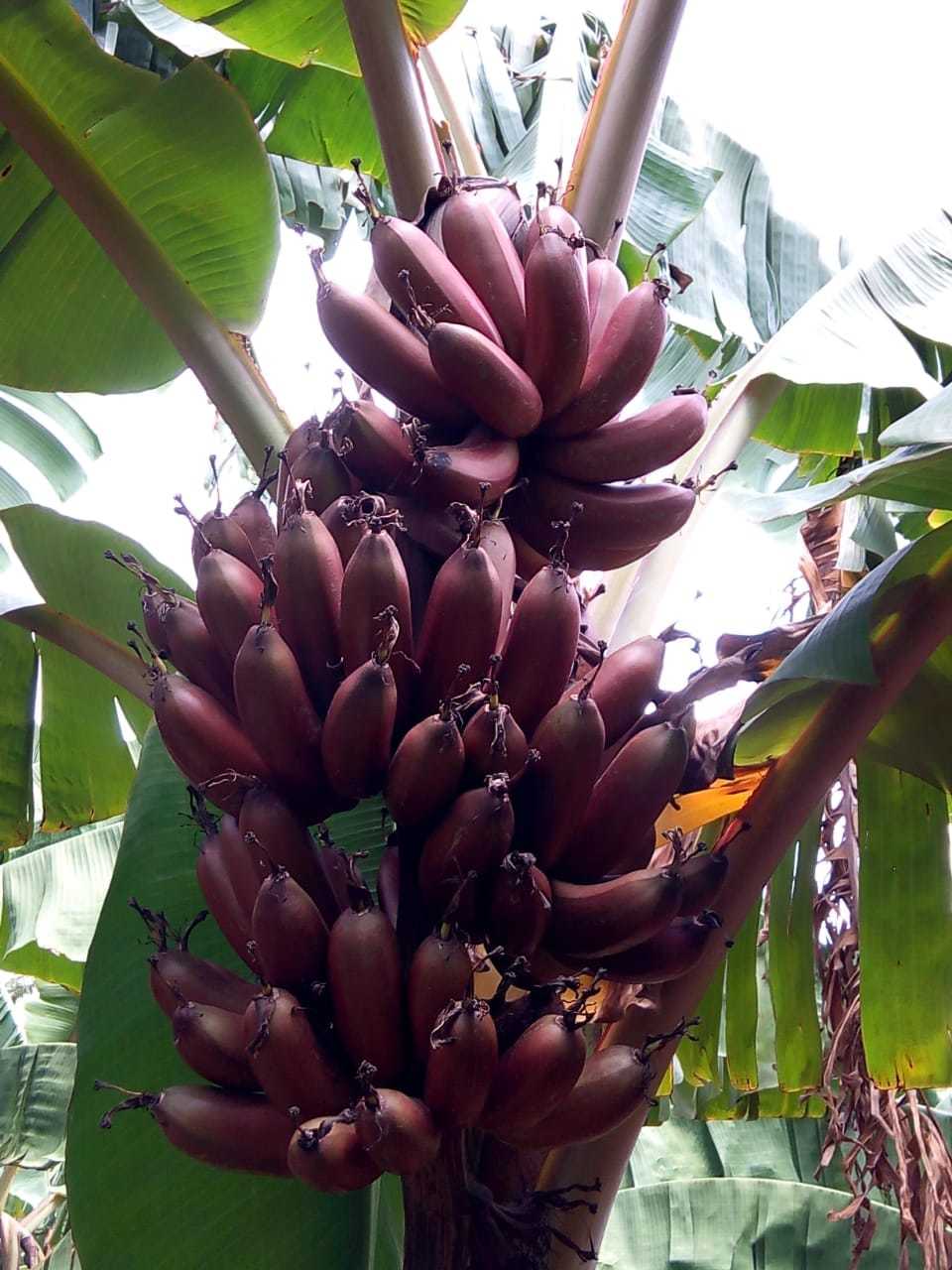 Banana - 100-200g, 15-25cm Length, Green, 2-4cm Diameter | Easy To Peel, Good Source Of Fiber, Portable Snack, Rich In Potassium, Sweet Taste
