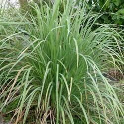 Khus Rooh Vetiveria Zizanioides Leaves