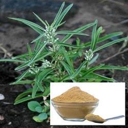 Mamejava Powder