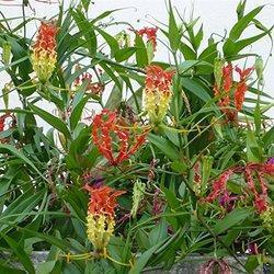 कालाहारी पत्तियां