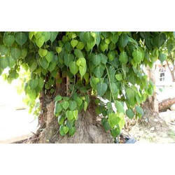 Pipado Chal Leaves