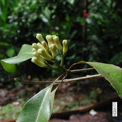 साइज़ियम एरोमैटिकम-लविंग लीव्स