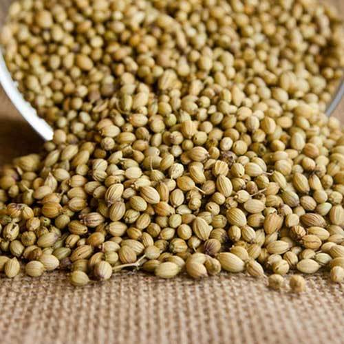 Dry Coriander Seeds Grade: Food Grade
