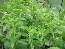 Stevia Plants Usage: Medicinal Uses