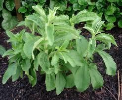 Stevia Plants Usage: Medicinal Uses