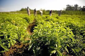 Stevia Plants Usage: Medicinal Uses
