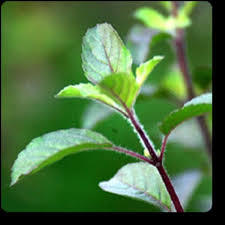 Tulsi Plants - High-quality Sacred Basil Seeds And Extracts | Medicinal Uses, Antiseptic Properties, Antipyretic Benefits, Essential Oil Rich In Eugenol