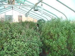 Tulsi Plants - High-quality Sacred Basil Seeds And Extracts | Medicinal Uses, Antiseptic Properties, Antipyretic Benefits, Essential Oil Rich In Eugenol