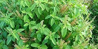 Tulsi Plants - High-quality Sacred Basil Seeds And Extracts | Medicinal Uses, Antiseptic Properties, Antipyretic Benefits, Essential Oil Rich In Eugenol