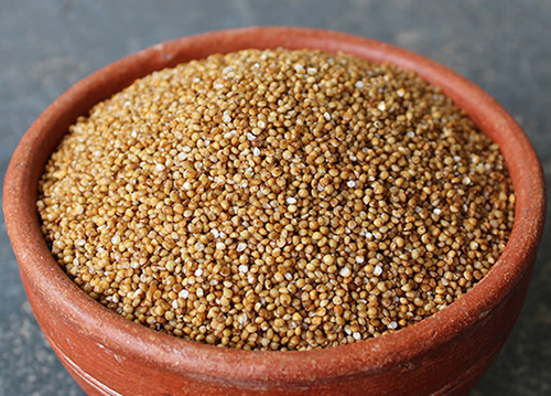 बर्नयार्ड बाजरा