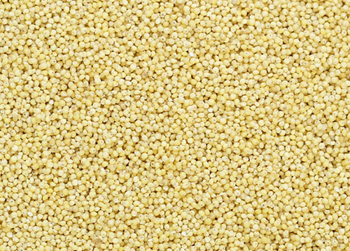 Little Millet