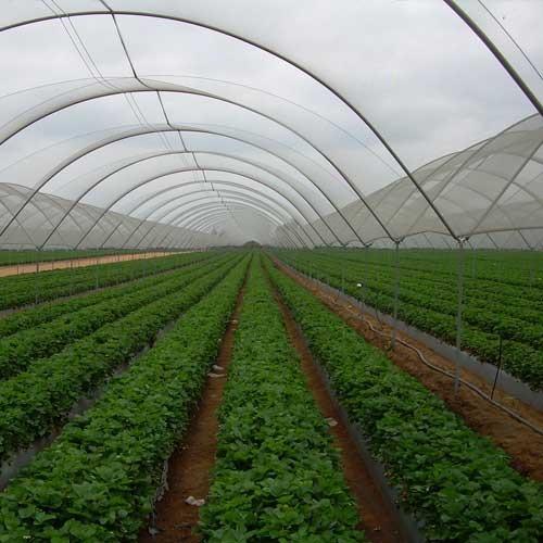 Green Shade Net