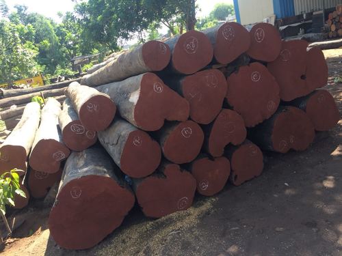 हेड राउंड लॉग ग्रेड: A1