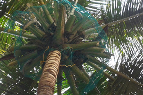Coconut Safety Net - Fabric Mesh, Square Holes Of 30 Mm Size | Premium Fall Protection For Vehicles And People