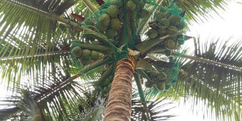 Coconut Safety Net - Fabric Mesh, Square Holes Of 30 Mm Size | Premium Fall Protection For Vehicles And People